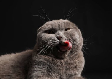 Koyu arkaplanda sevimli İskoç kedisi