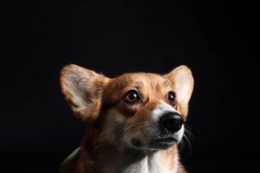 Esmer arka planda şirin Galli Corgi köpeği