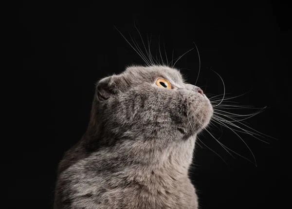 Cute Scottish Fold Cat Dark Background — Stock Photo, Image