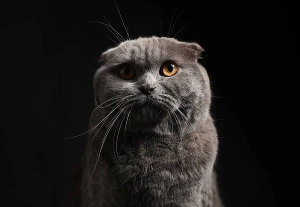 Bonito Scottish Fold Gato Fundo Escuro — Fotografia de Stock