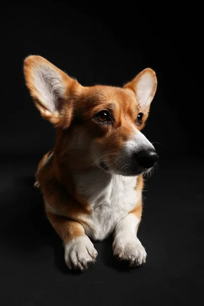 Cute Walijski Pies Corgi Ciemnym Tle — Zdjęcie stockowe