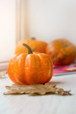 Taze balkabakları ve düşmüş yapraklar pencere eşiğinde