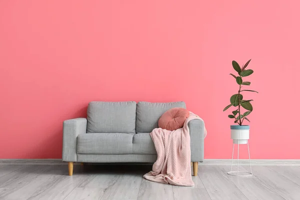 Comfy Sofa Houseplant Color Wall Interior Living Room — Stock Photo, Image