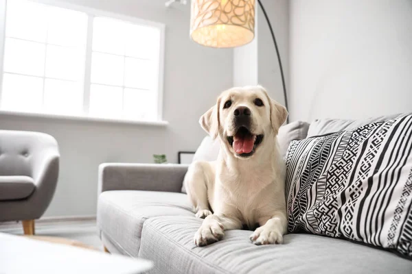 Sød Labrador Hund Liggende Sofaen Lys Stue - Stock-foto