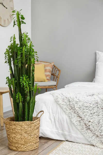 Zöld Kaktuszok Ágy Mellett Világos Szobában — Stock Fotó