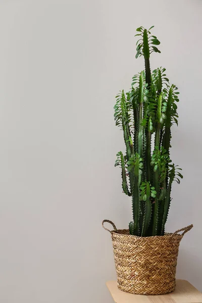 Basket Word Things Green Cactus Light Wall — Stock Photo, Image