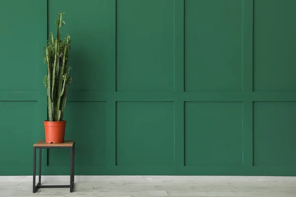 Büyük Kaktüs Yeşil Duvarın Yanındaki Masada — Stok fotoğraf