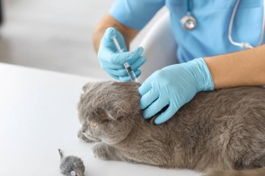 Klinikte veteriner aşılayan İskoç kedisi