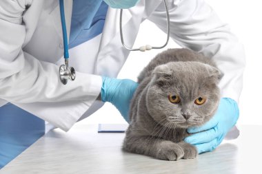 Beyaz arka planda İskoç kedisini inceleyen erkek veteriner.