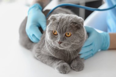 Klinikte İskoç kedisini muayene eden veteriner.