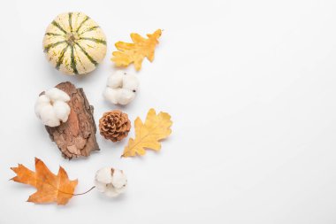 Pamuk çiçekli sonbahar kompozisyonu ve beyaz arka planda balkabağı