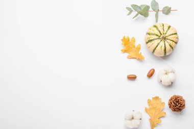 Pamuk çiçekli sonbahar kompozisyonu ve beyaz arka planda balkabağı