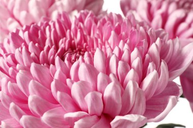 Beyaz arkaplanda pembe kasımpatı çiçekleri, yakın plan.