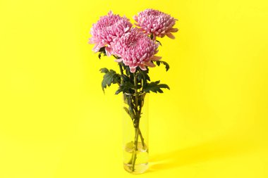 Sarı arka planda pembe kasımpatı olan vazo.