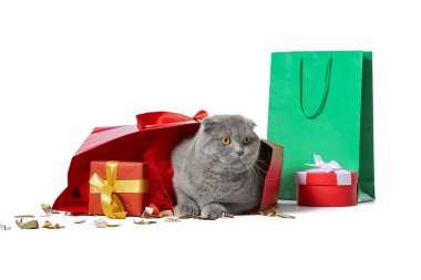 Alışveriş çantasındaki şirin İskoç kedisi ve beyaz arka planda Noel hediyeleri