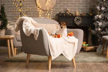 Şirin Jack Russel Terrier Noel hediyeleriyle evdeki koltukta