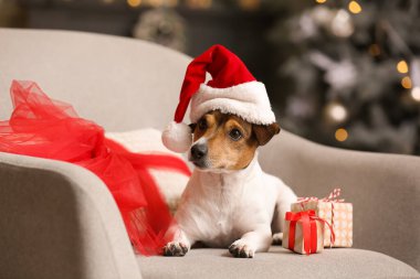 Noel Baba şapkalı ve Noel hediyeli şirin Jack Russel Terrier.