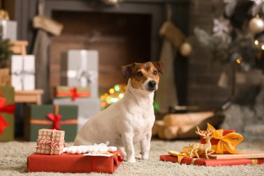 Sevimli Jack Russel Terrier ve evde Noel hediyeleri.