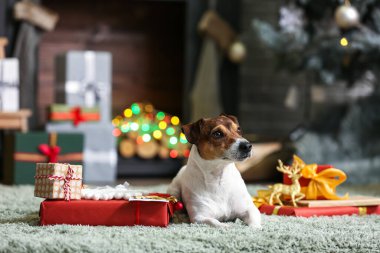 Sevimli Jack Russel Terrier ve evde Noel hediyeleri.