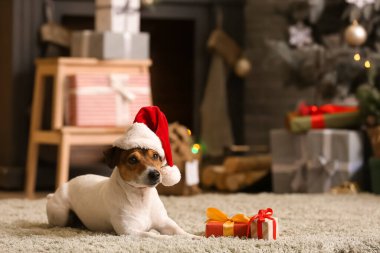 Noel Baba şapkalı ve Noel arifesinde evde hediyeli şirin Jack Russel Terrier.