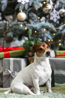 Sevimli Jack Russel Terrier Noel arifesinde evde.