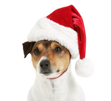 Beyaz arka planda Noel Baba şapkalı şirin Jack Russel Terrier.