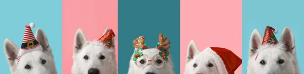 Милая Смешная Собака Рождественскими Украшениями Цветном Фоне — стоковое фото