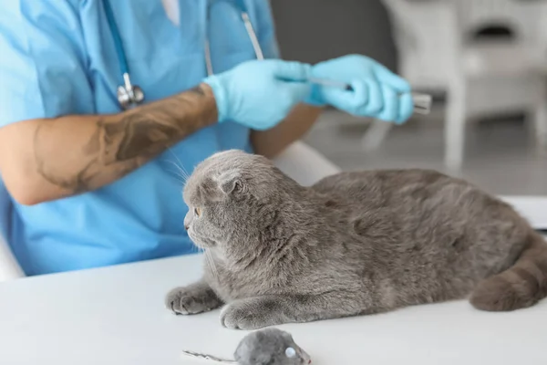 Veterinarian Vaccinating Scottish Fold Cat Clinic — Stock Photo, Image