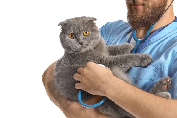 Male Veterinarian Scottish Fold Cat White Background — Stock Photo, Image