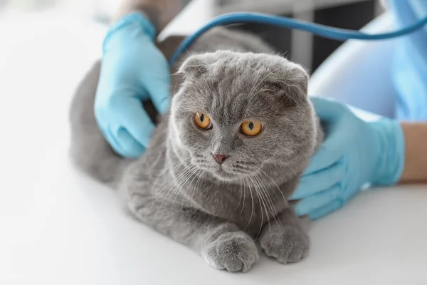 Veterinário Examinando Escocês Dobra Gato Clínica — Fotografia de Stock