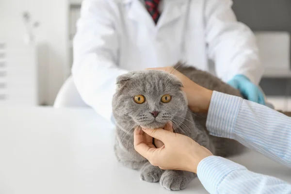 Woman Scottish Fold Cat Visiting Veterinarian Clinic — Stock Photo, Image