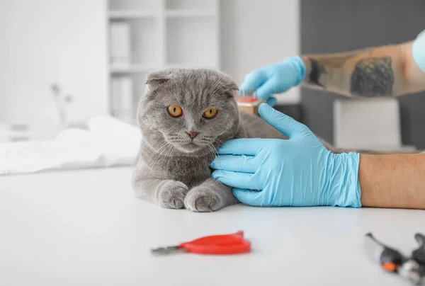 Veterinarian Brushing Scottish Fold Cat Clinic — Stock Photo, Image