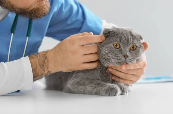 Veterinarian Examining Scottish Fold Cat Clinic — Stock Photo, Image
