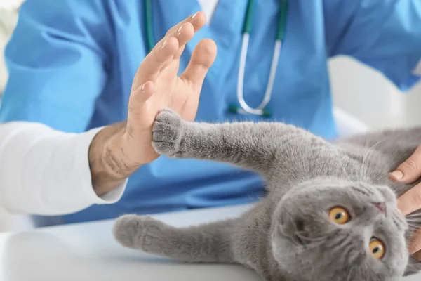 Veterinární Lékař Vyšetřuje Skotskou Skládací Kočku Klinice — Stock fotografie