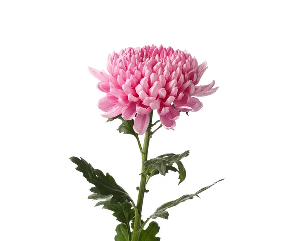 Beautiful Pink Chrysanthemum Flower Isolated White Background Closeup — Stock Photo, Image