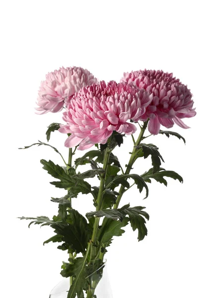 Three Chrysanthemum Flowers White Background Closeup — Stock Photo, Image
