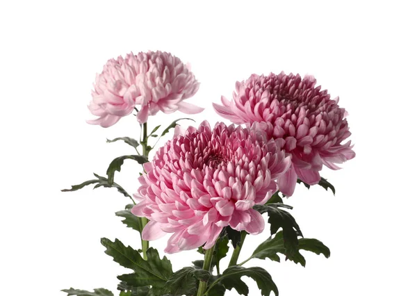 Fresh Chrysanthemum Flowers White Background Closeup — Stock Photo, Image