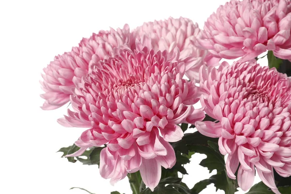 Fresh Chrysanthemum Flowers Isolated White Background Closeup — Stock Photo, Image