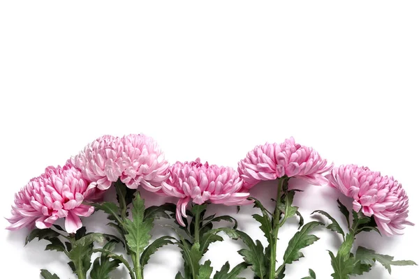 Fresh Pink Chrysanthemums White Background Closeup — Stock Photo, Image