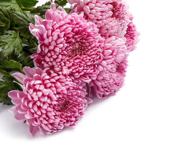 Bouquet Pink Chrysanthemums White Background Closeup — Stock Photo, Image