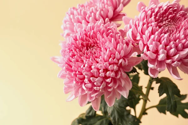 Fresh Chrysanthemums Color Background Closeup — Stock Photo, Image