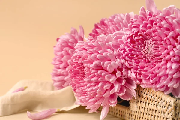 Bouquet Pink Chrysanthemum Flowers Color Background Closeup — Stock Photo, Image