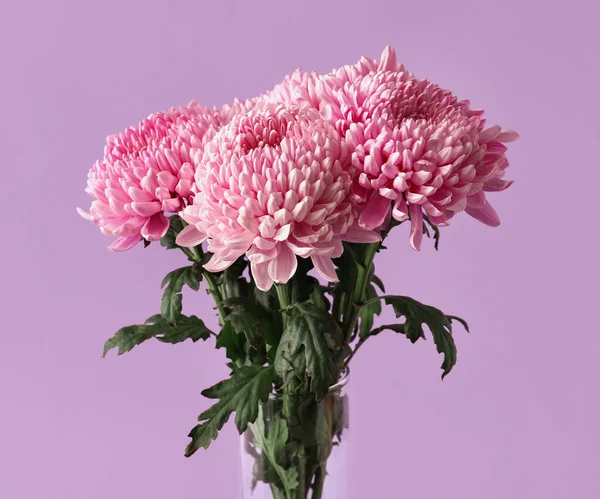 Bouquet Bellissimi Fiori Crisantemo Sfondo Lilla Primo Piano — Foto Stock