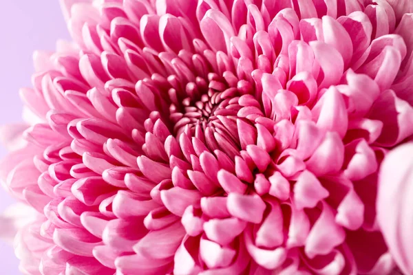 Hermoso Crisantemo Sobre Fondo Lila Primer Plano — Foto de Stock