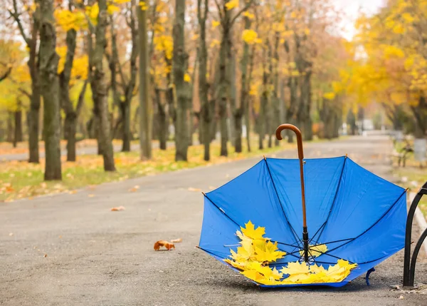 公園内に紅葉のあるおしゃれな明るい傘 — ストック写真