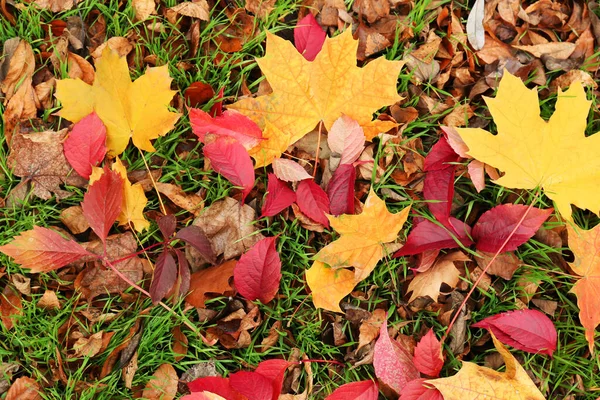 Unterschiedliches Laub Herbstpark — Stockfoto