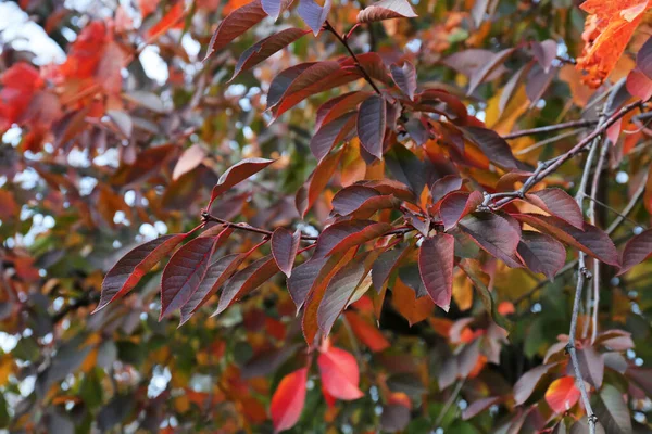 Δέντρα Κλαδιά Όμορφα Φύλλα Στο Πάρκο Φθινόπωρο — Φωτογραφία Αρχείου