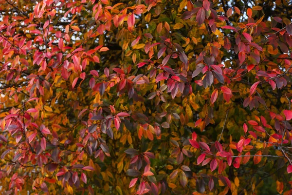 Βούρτσες Όμορφα Φύλλα Στο Πάρκο Φθινόπωρο — Φωτογραφία Αρχείου