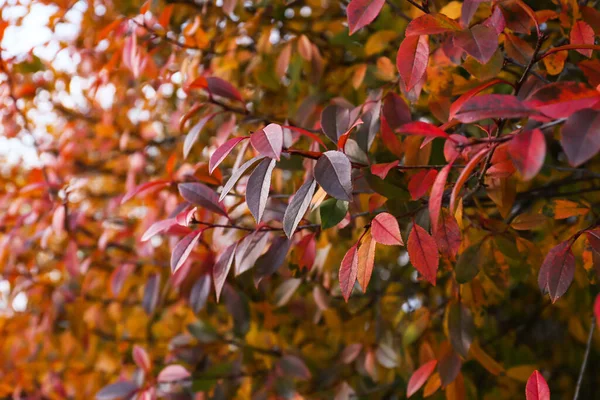 Βούρτσες Όμορφα Φύλλα Στο Πάρκο Φθινόπωρο Closeup — Φωτογραφία Αρχείου