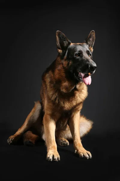 Perro Pastor Alemán Sobre Fondo Negro — Foto de Stock